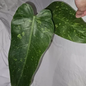 Philodendron Jose Buono - Live Plant, Variegated, 4-Inch Pot, Potted