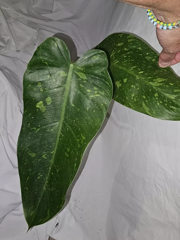 Philodendron Jose Buono - Live Plant, Variegated, 4-Inch Pot, Potted