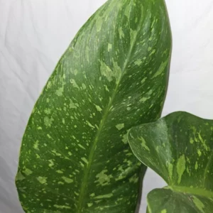 Philodendron Jose Buono - Live Plant, Variegated, 4-Inch Pot, Potted
