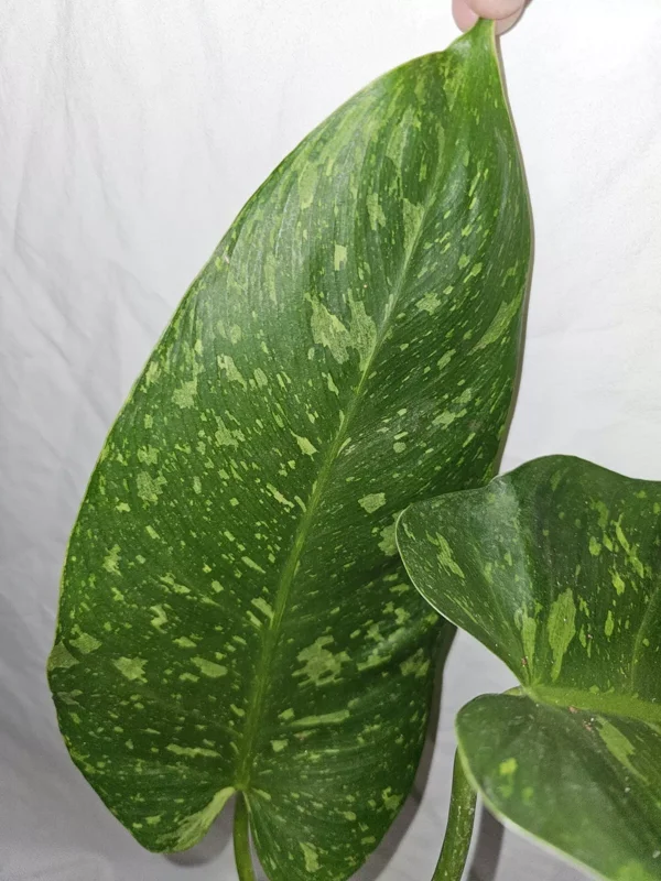 Philodendron Jose Buono - Live Plant, Variegated, 4-Inch Pot, Potted