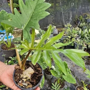 Philodendron Mayoi Aroid Live Plant - Well-Rooted in 4" Pot