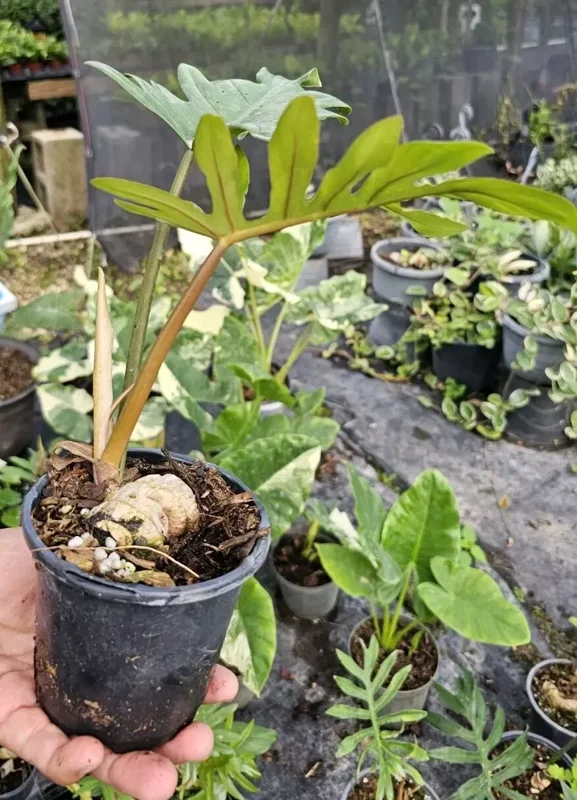 Philodendron Mayoi Aroid Live Plant - Well-Rooted in 4" Pot