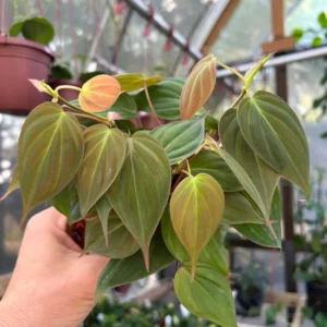 Philodendron Micans Plant - 4 Inch Potted Houseplant