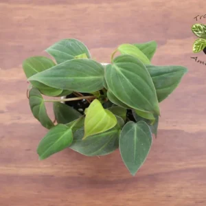 Philodendron Micans Plant - 4 Inch Potted Houseplant