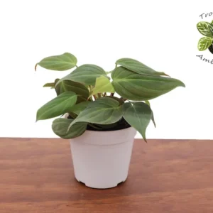 Philodendron Micans Plant - 4 Inch Potted Houseplant