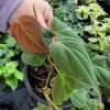 Philodendron Micans Velvet Leaf Bronze Micans Vine 4" Pot Potted Plant