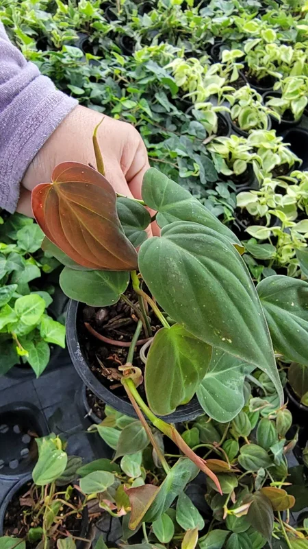 Philodendron Micans Velvet Leaf Bronze Micans Vine 4" Pot Potted Plant