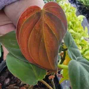 Philodendron Micans Velvet Leaf Bronze Micans Vine 4