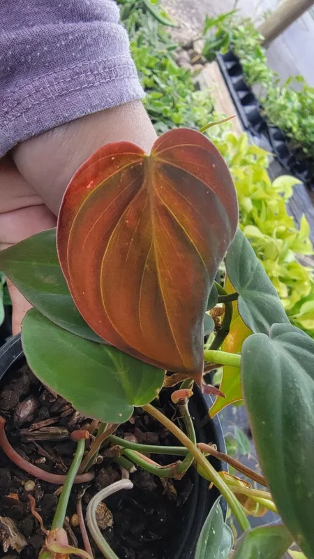 Philodendron Micans Velvet Leaf Bronze Micans Vine 4" Pot Potted Plant