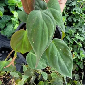 Philodendron Micans Velvet Leaf Bronze Micans Vine 4