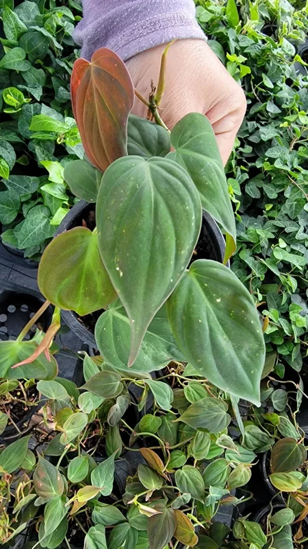 Philodendron Micans Velvet Leaf Bronze Micans Vine 4" Pot Potted Plant