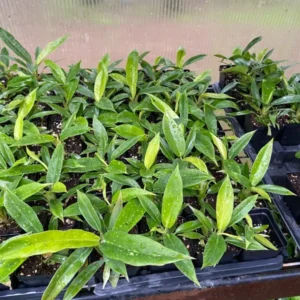 Philodendron Narrow Jungle Boogie 3" Plant - Tropical Evergreen with Serrated Leaves