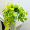 Philodendron Neon Cordatum Plant - 2.5 Inch Potted Indoor Vine
