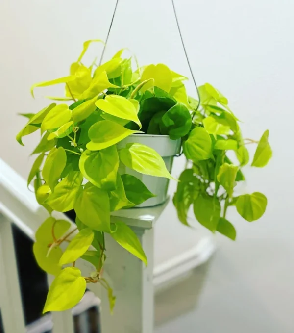Philodendron Neon Cordatum Plant - 2.5 Inch Potted Indoor Vine