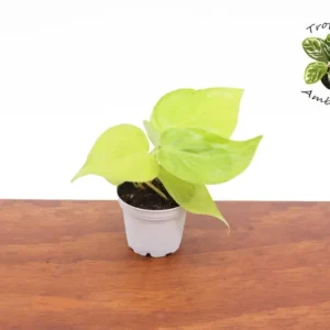 Philodendron Neon Cordatum Plant - 2.5 Inch Potted Indoor Vine