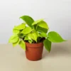 Philodendron Neon Cordatum Plant 4" Potted Indoor Vine Bright Green