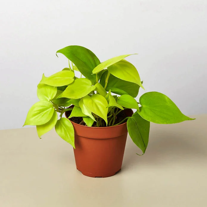 Philodendron Neon Cordatum Plant 4" Potted Indoor Vine Bright Green