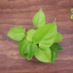 Philodendron Neon Cordatum Plant 4