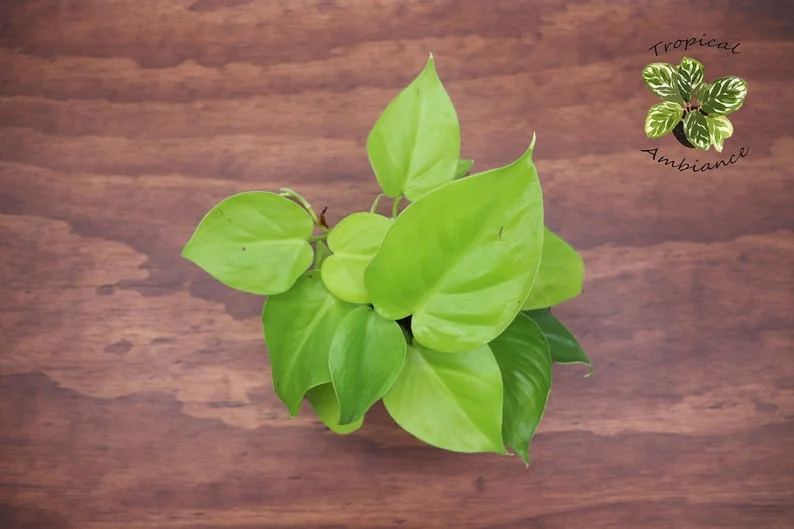 Philodendron Neon Cordatum Plant 4" Potted Indoor Vine Bright Green