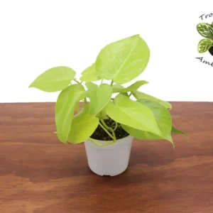 Philodendron Neon Cordatum Plant 4