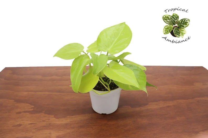 Philodendron Neon Cordatum Plant 4" Potted Indoor Vine Bright Green