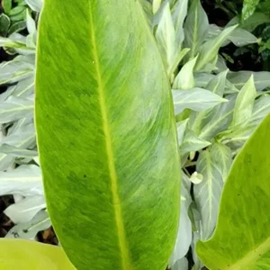 Philodendron Painted Lady - Variegated Live Plant in 4-inch Pot