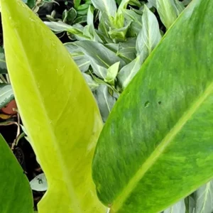 Philodendron Painted Lady - Variegated Live Plant in 4-inch Pot