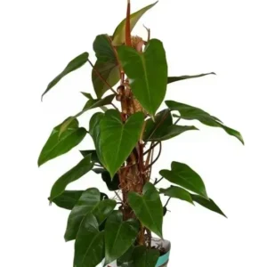 Philodendron Red Emerald Cutting 7-10 Inches Live Plant Houseplant