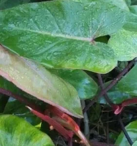 Philodendron Red Emerald Cutting 7-10 Inches Live Plant Houseplant