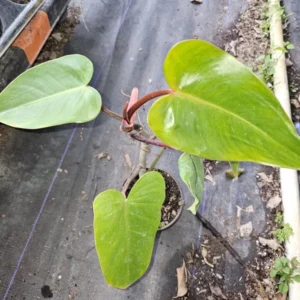 Philodendron Red Emerald - Live Plant 12-15 Inches, 4-inch Pot