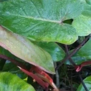 Philodendron Red Emerald - Live Plant 12-15 Inches, 4-inch Pot