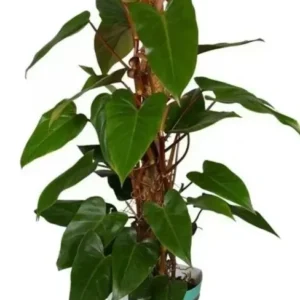 Philodendron Red Emerald - Live Plant 12-15 Inches, 4-inch Pot