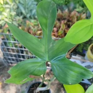 Philodendron Squamiferum - Hairy Philodendron 4-inch Potted Live Plant