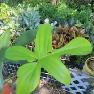 Philodendron Squamiferum - Hairy Philodendron 4-inch Potted Live Plant