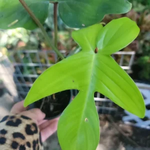 Philodendron Squamiferum - Hairy Philodendron 4-inch Potted Live Plant
