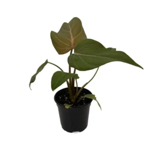 Philodendron Summer Glory Hybrid – 4” Pot Indoor Plant with Bronze-Green Leaves
