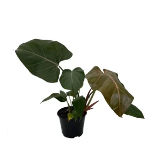 Philodendron Summer Glory Hybrid Plant – 6 Inch Pot, Bronze to Green Leaves