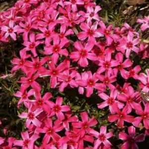 Phlox Subulata Scarlet Flame - Creeping Phlox - 2.5x3.5 Inch Starter Plant