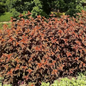 Physocarpus 'LADY IN RED' Starter Plant 8-10 Inch - Hardy Shrub