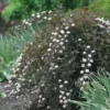 Physocarpus 'Summer Wine' - Starter Plant - 8-14 Inch - Hardy Shrub