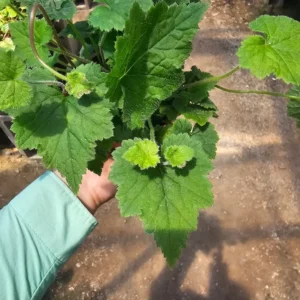 Piggyback Plant - 4in Potted - Lush Green Indoor Plant - Tolmiea menziesii