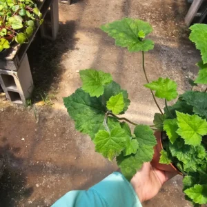 Piggyback Plant - 4in Potted - Lush Green Indoor Plant - Tolmiea menziesii