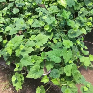Piggyback Plant - 4in Potted - Lush Green Indoor Plant - Tolmiea menziesii