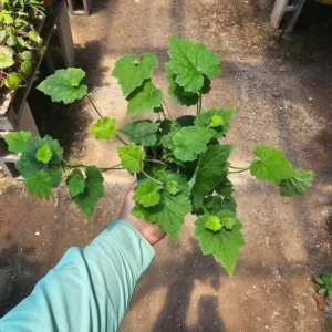 Piggyback Plant - 4in Potted - Lush Green Indoor Plant - Tolmiea menziesii