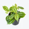 Pilea Cadierei Aluminum Plant - 4 inch Potted Houseplant