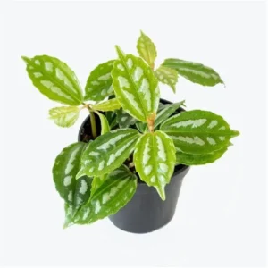Pilea Cadierei Aluminum Plant - 4 inch Potted Houseplant