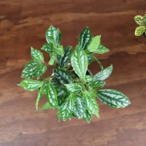 Pilea Cadierei Aluminum Plant - 4 inch Potted Houseplant