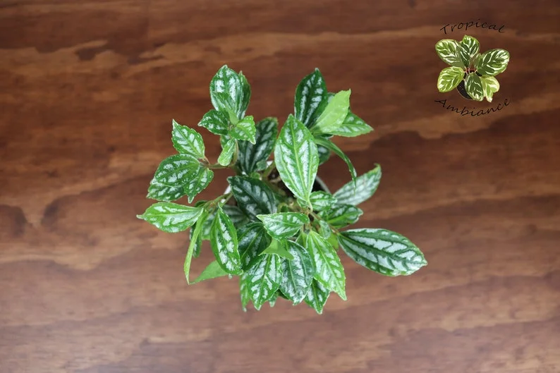 Pilea Cadierei Aluminum Plant - 4 inch Potted Houseplant
