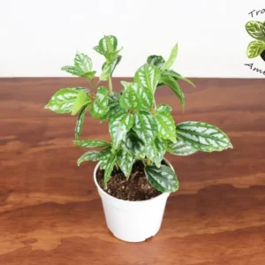Pilea Cadierei Aluminum Plant - 4 inch Potted Houseplant