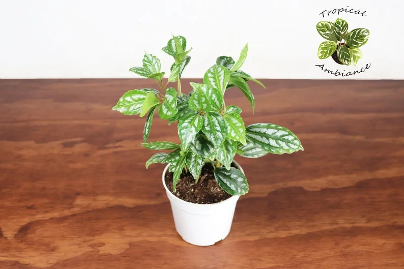 Pilea Cadierei Aluminum Plant - 4 inch Potted Houseplant